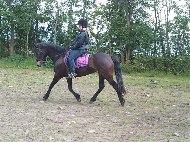 New Forest belina billede 11