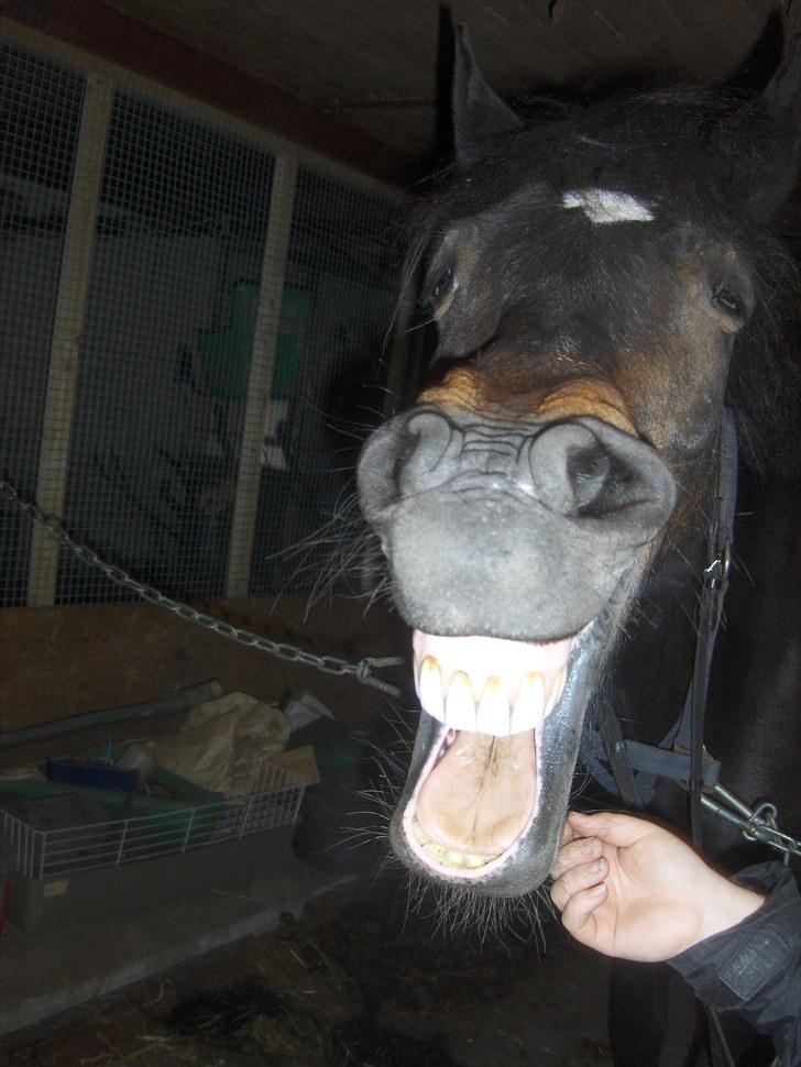 New Forest belina billede 12