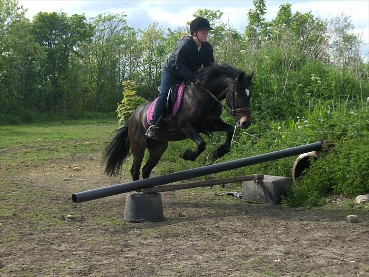 New Forest belina billede 13