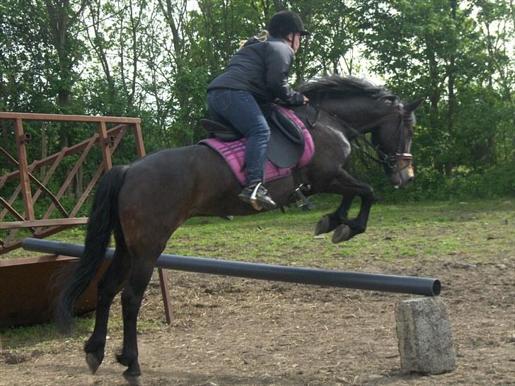 New Forest belina billede 14