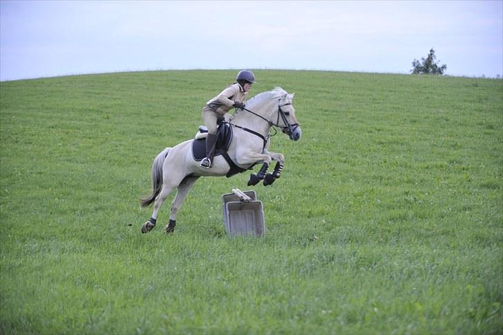 Fjordhest Jydegårdens Luna - Taget af fotograf: John Hansen - uden billederedigering! billede 16