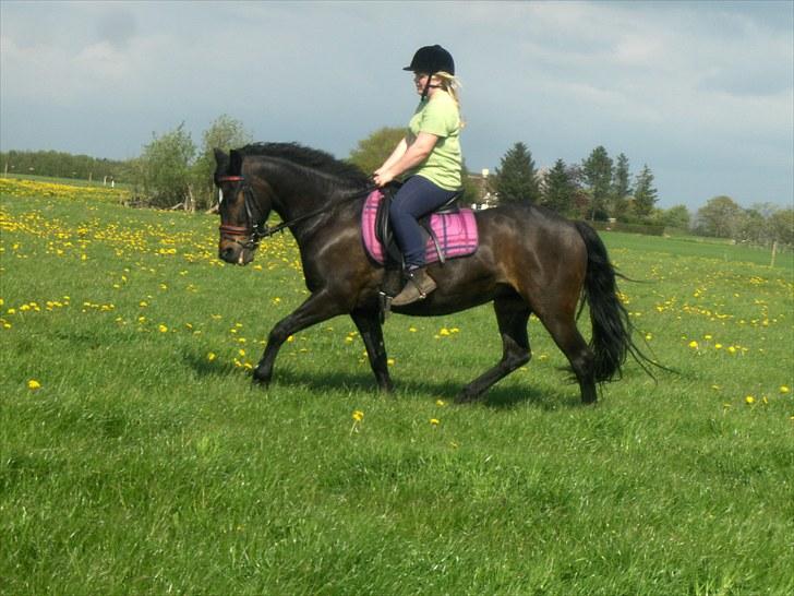 New Forest belina billede 15