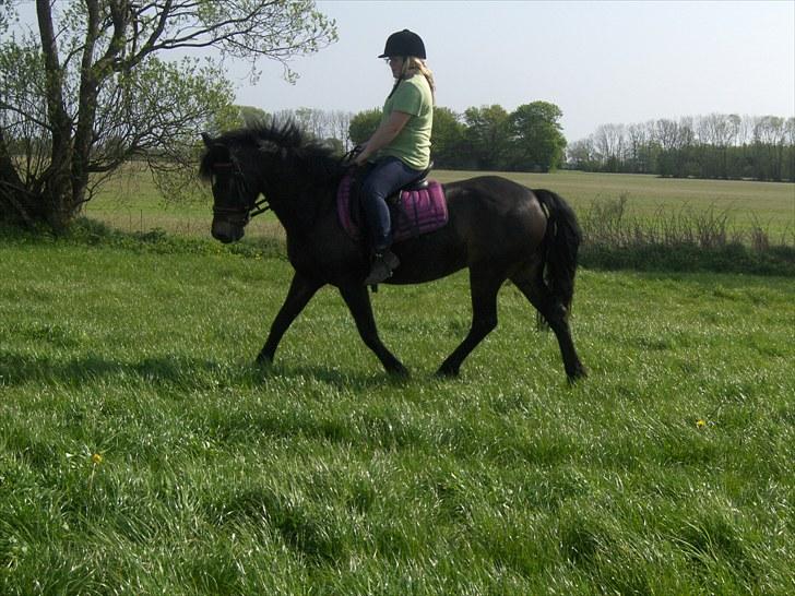 New Forest belina billede 16