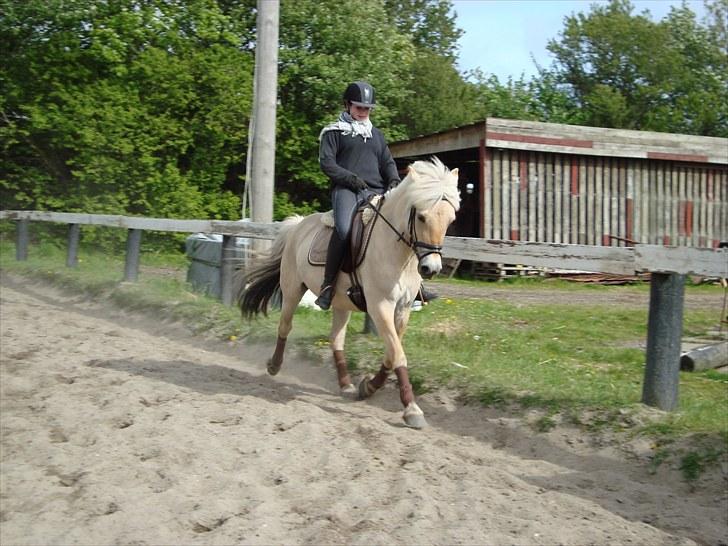 Fjordhest Jydegårdens Luna billede 17