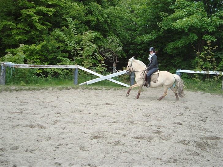 Fjordhest Jydegårdens Luna billede 19