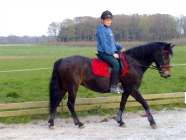 New Forest belina billede 17