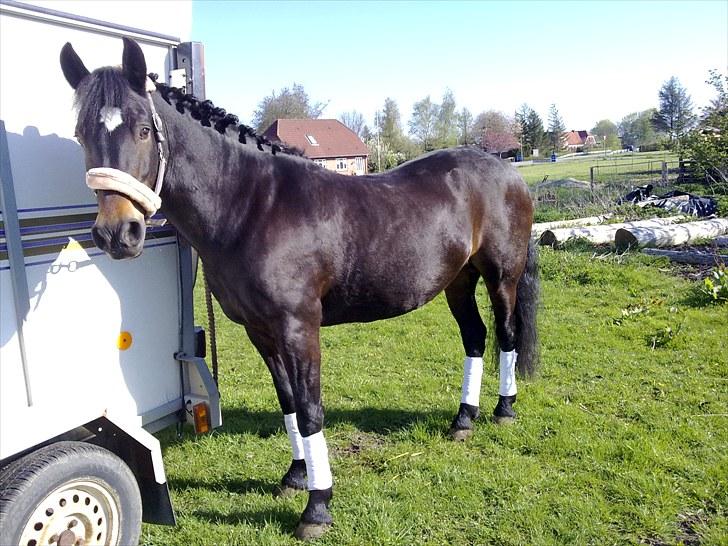 New Forest belina billede 18