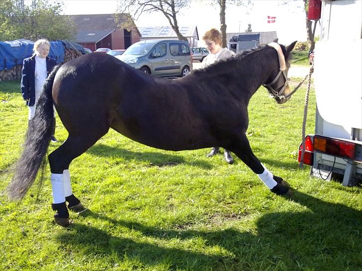 New Forest belina billede 19