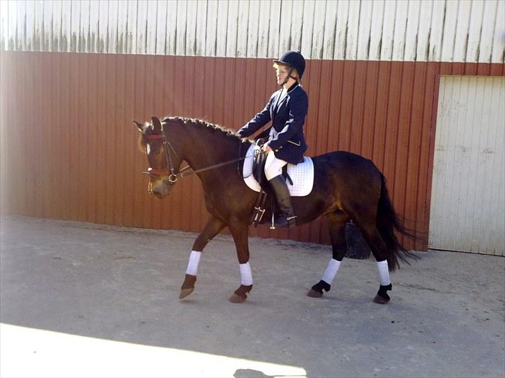 New Forest belina billede 20