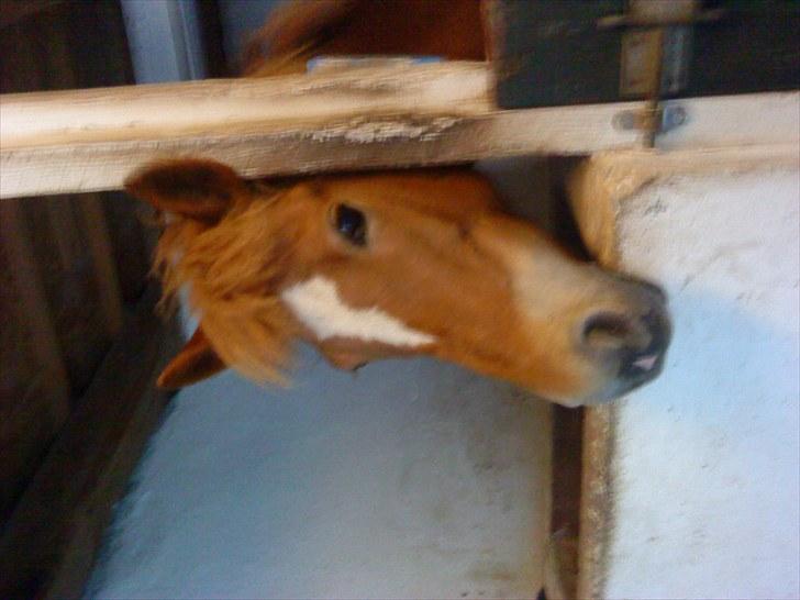 New Forest Lillehøjs Meranti - du må ikke gå nu :c billede 11