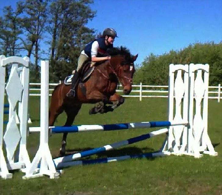 New Forest My Fair Turbo "Kesse" billede 19