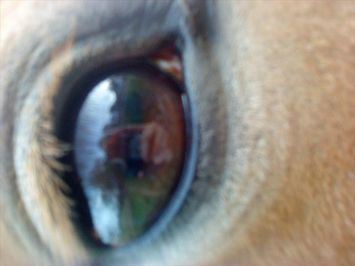 New Forest Lillehøjs Meranti - mine øjne :D billede 12