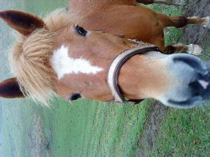 New Forest Lillehøjs Meranti - jeg er glad :D billede 13