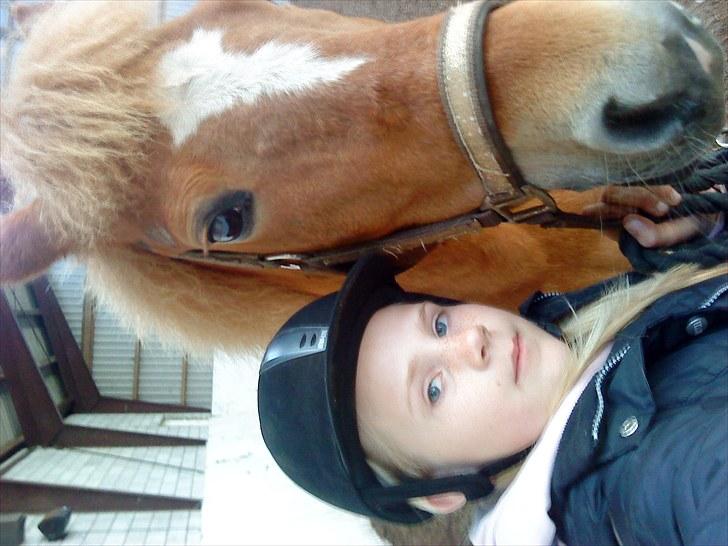 New Forest Lillehøjs Meranti - har redet hård dag :) billede 14