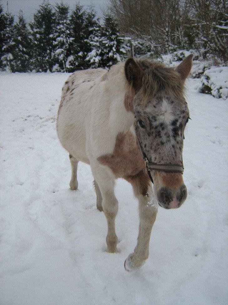 Anden særlig race Indian Spot / Viggo billede 1