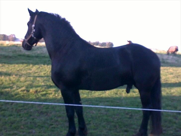 Frieser Quinzi - Man er da bare lækker .. billede 2