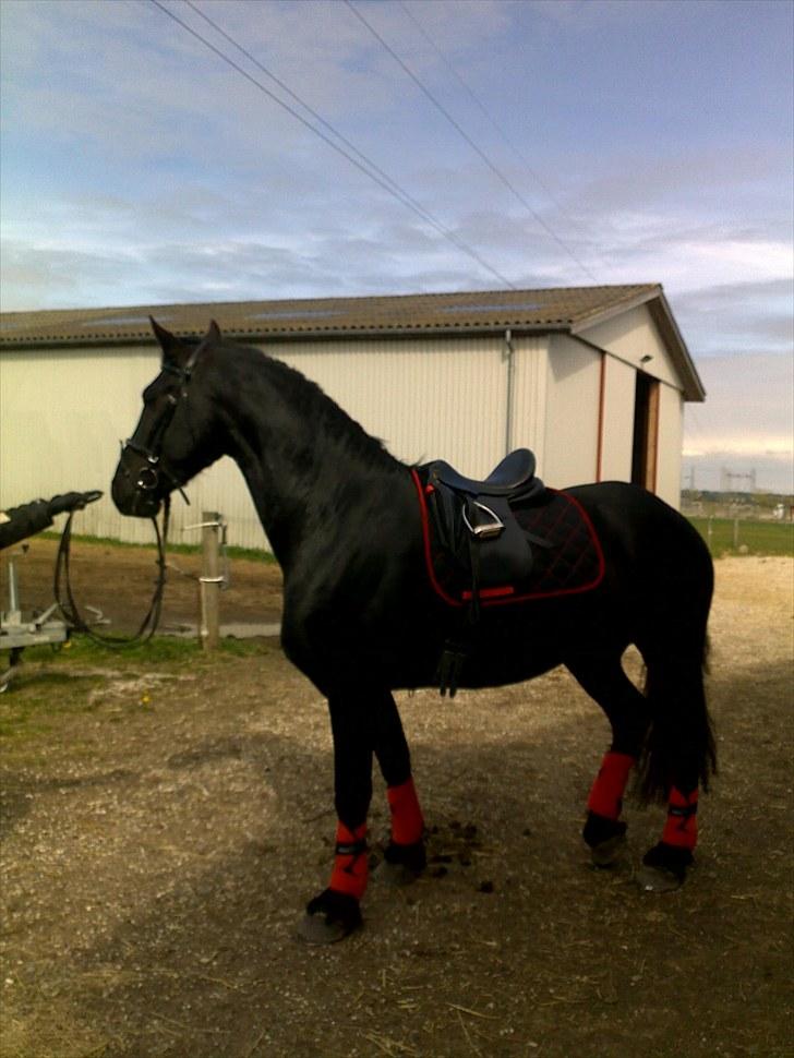 Frieser Quinzi - Min nye smukke hest Quinzi. billede 3