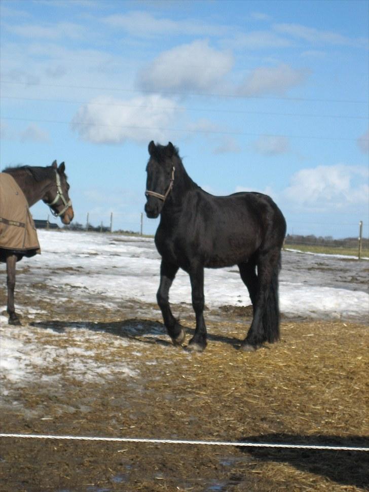 Frieser Quinzi - Vinterbillede - her har jeg kun reddet ham få gange billede 4