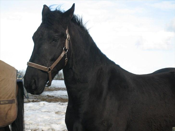 Frieser Quinzi - Quinzi -jeg havde kun reddet ham i kort tid. billede 5
