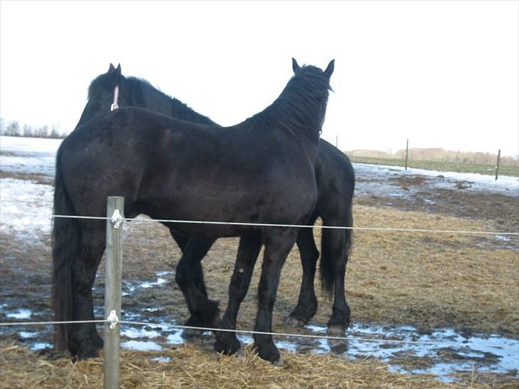 Frieser Quinzi - Quinzi og hans mor Amarenski hygger :o) billede 6