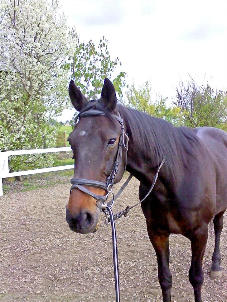 Traver bil(slut med at passe ham billede 2