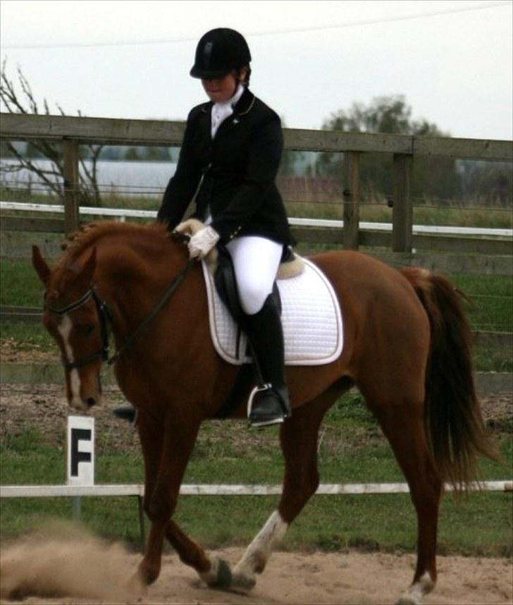 Anden særlig race Lady - Fine lady igang med en lc.1 til farmlandscup billede 4