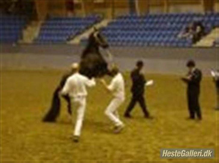 Frieser Quinzi - Endnu et kårings billede - han stod da vist mere på 2 ben :o) billede 9