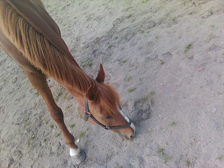 Anden særlig race Lady - :) billede 3