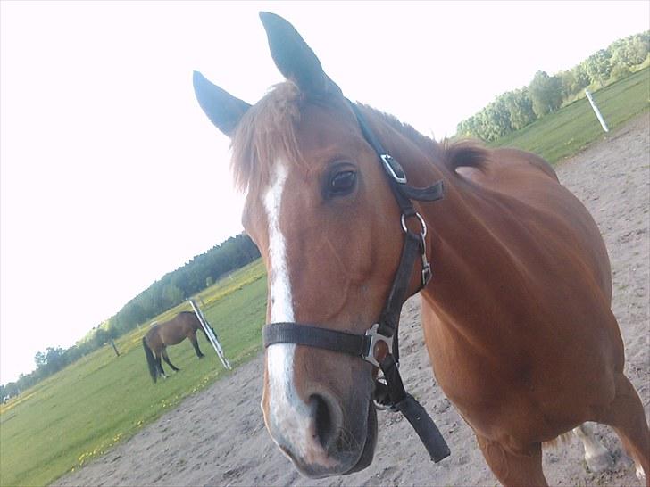 Anden særlig race Lady billede 5