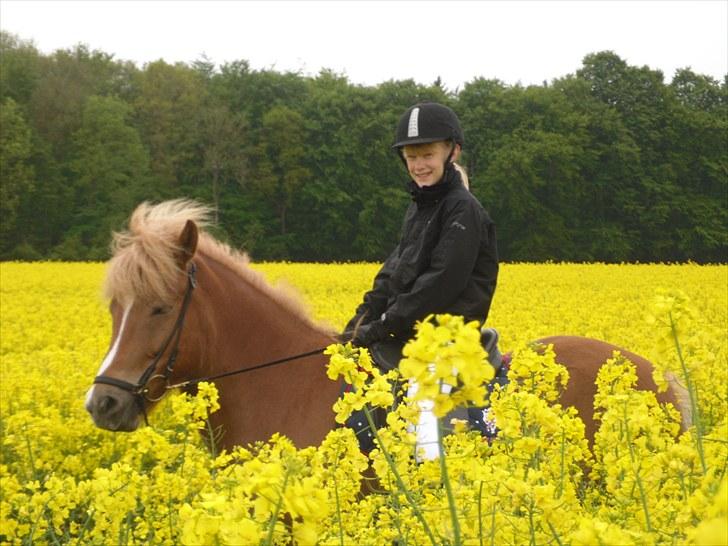 Islænder Sóley fra Lille Nørregård - På vej til stævne  billede 14