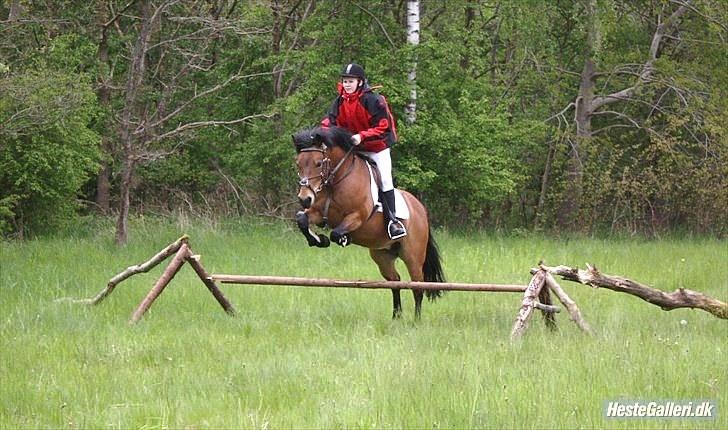 Anden særlig race Bella | gamle part /; - forårsjagt VSR d. 30 maj 2010. du var rigtig god! d; -foto; SAC, tak smukke ! :D billede 17