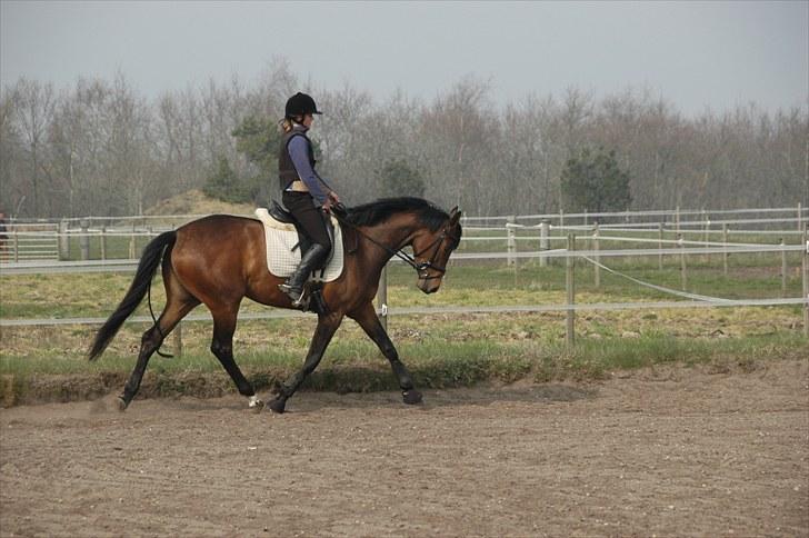 Dansk Varmblod Meldgårds Libell billede 17