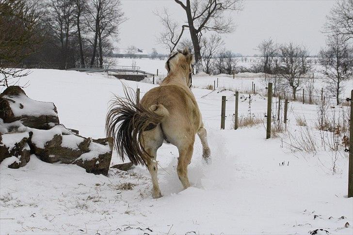 Fjordhest Domino my littel fellow - vinteren 2011 lige kommet ud og så kommer der fart på Yhhar:b<3 billede 17