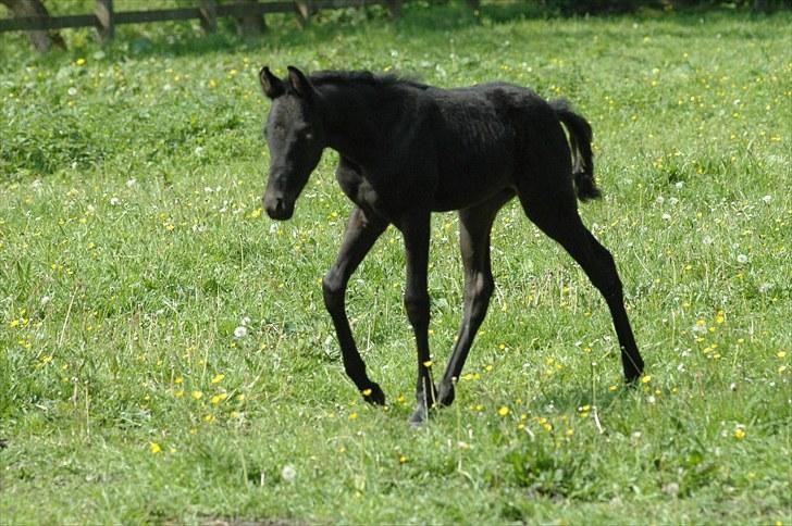 Tennessee Walker Sparkling Blue Nell billede 8