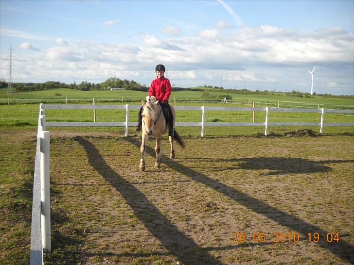 Fjordhest Romeo's Fakir  R.I.P :'( - på ride banden billede 3