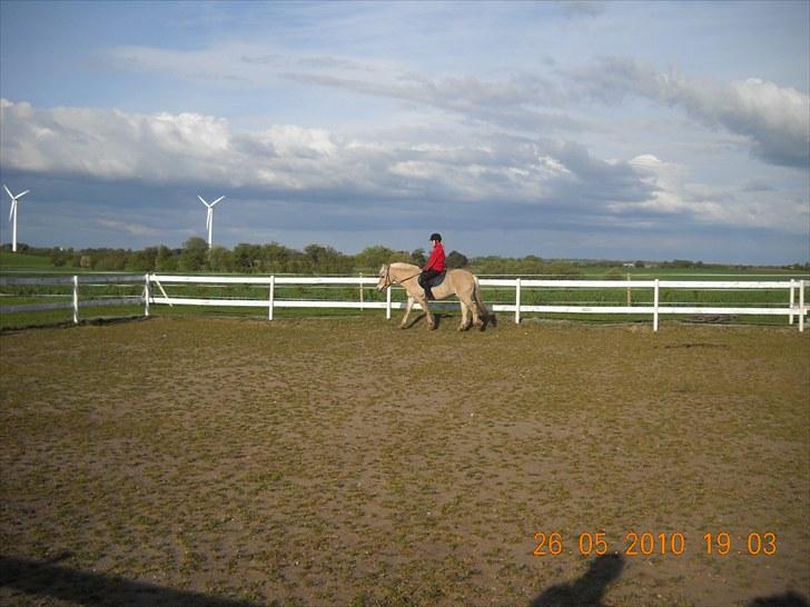 Fjordhest Romeo's Fakir  R.I.P :'( - rider billede 4