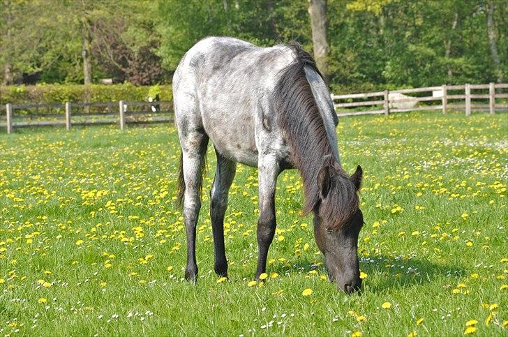 Tennessee Walker Sparkling Blue Nell - Nelly 1 år, d. 26/4 2011. billede 9