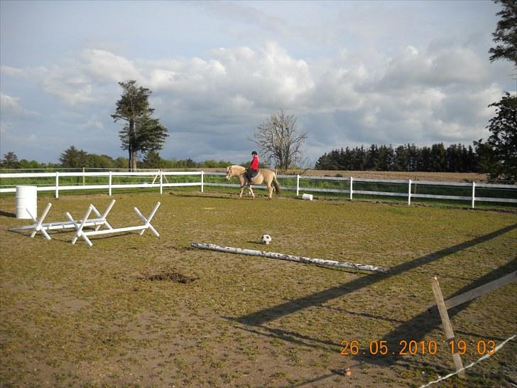 Fjordhest Romeo's Fakir  R.I.P :'( - rider igen billede 5