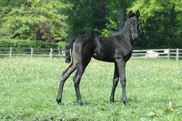 Tennessee Walker Sparkling Blue Nell billede 10