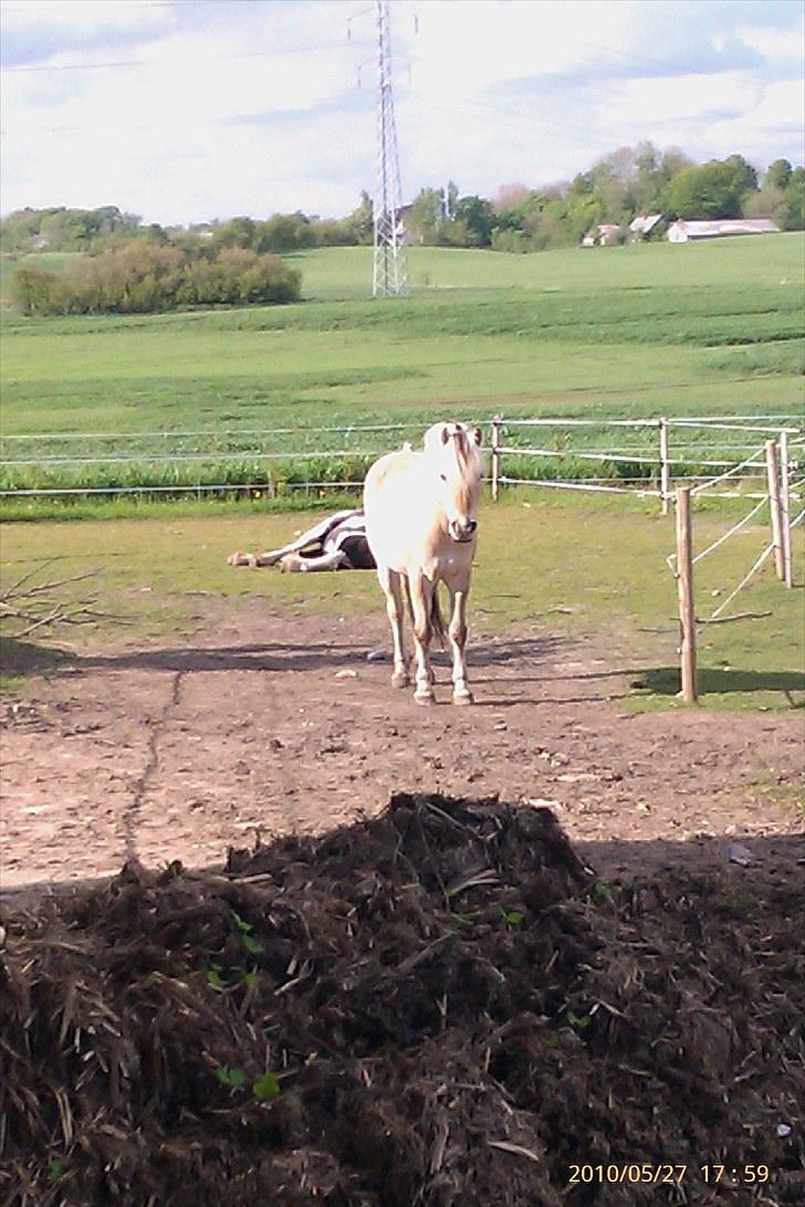 Fjordhest Romeo's Fakir  R.I.P :'( - på folden:D billede 6