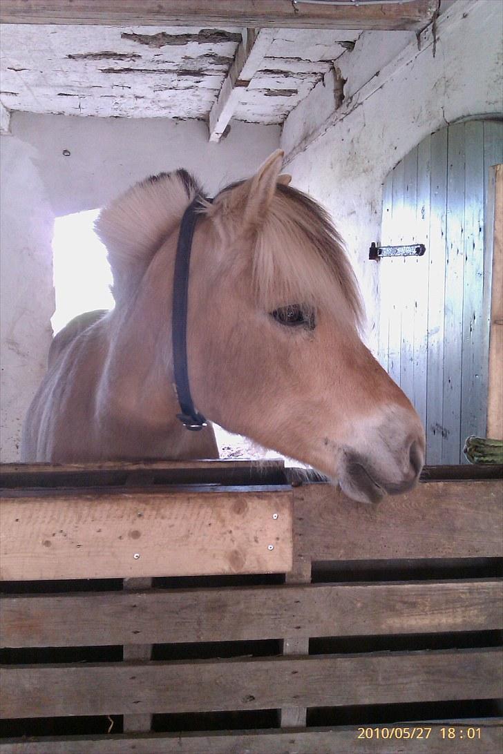 Fjordhest Romeo's Fakir  R.I.P :'( - i stalden.. fotos:mig billede 7