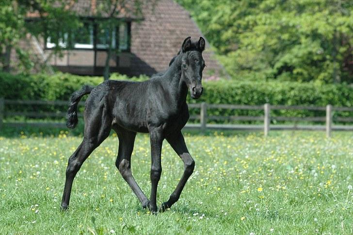 Tennessee Walker Sparkling Blue Nell billede 11