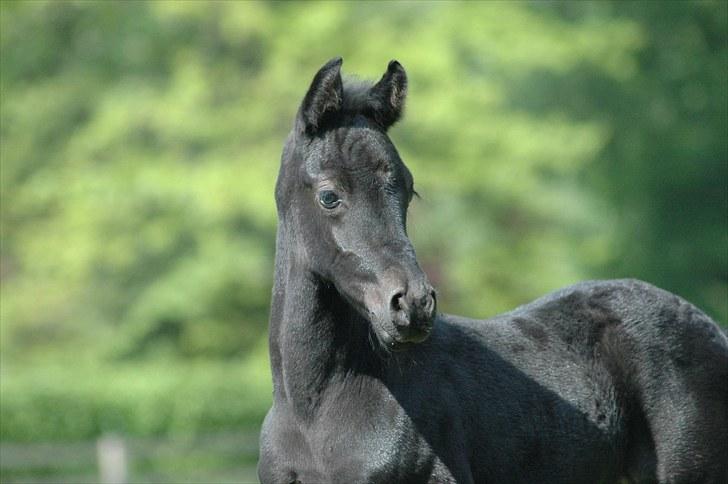 Tennessee Walker Sparkling Blue Nell billede 12