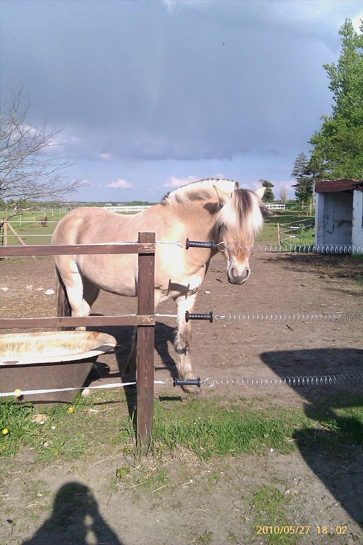 Fjordhest Romeo's Fakir  R.I.P :'( - en nyskærig lille knækt:D ha ha billede 8