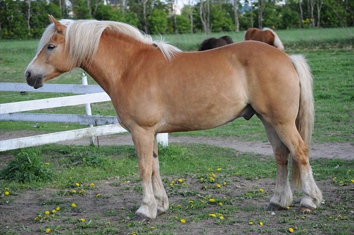 Haflinger ASLAN billede 12