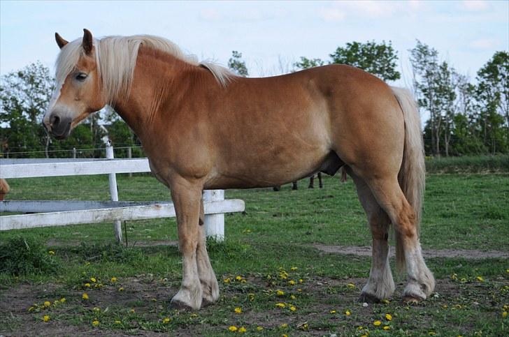 Haflinger ASLAN billede 13