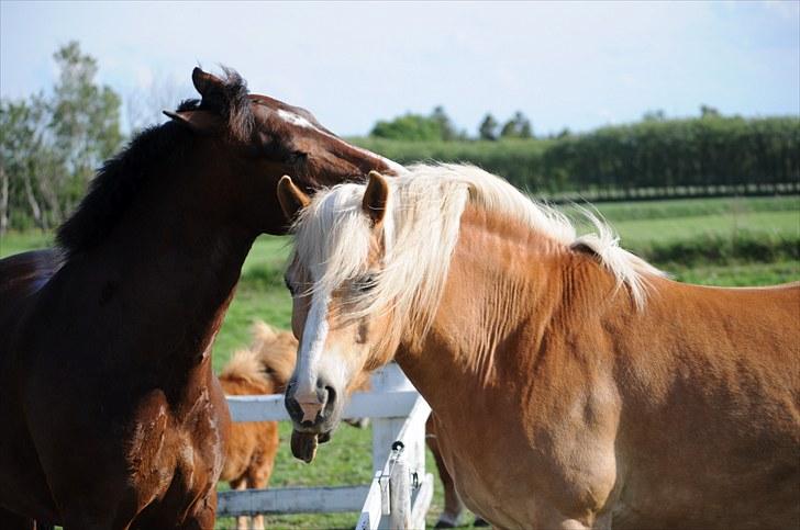 Haflinger ASLAN billede 14