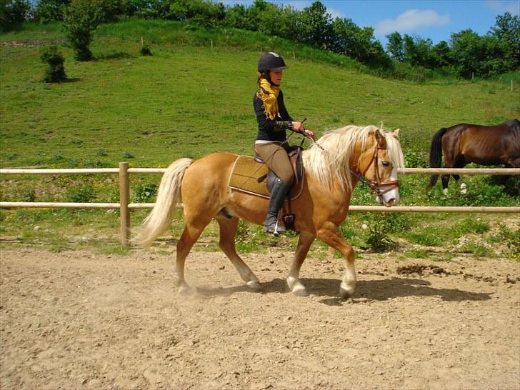 Haflinger Kentucky - nyt billede d.18/6.2010  billede 1