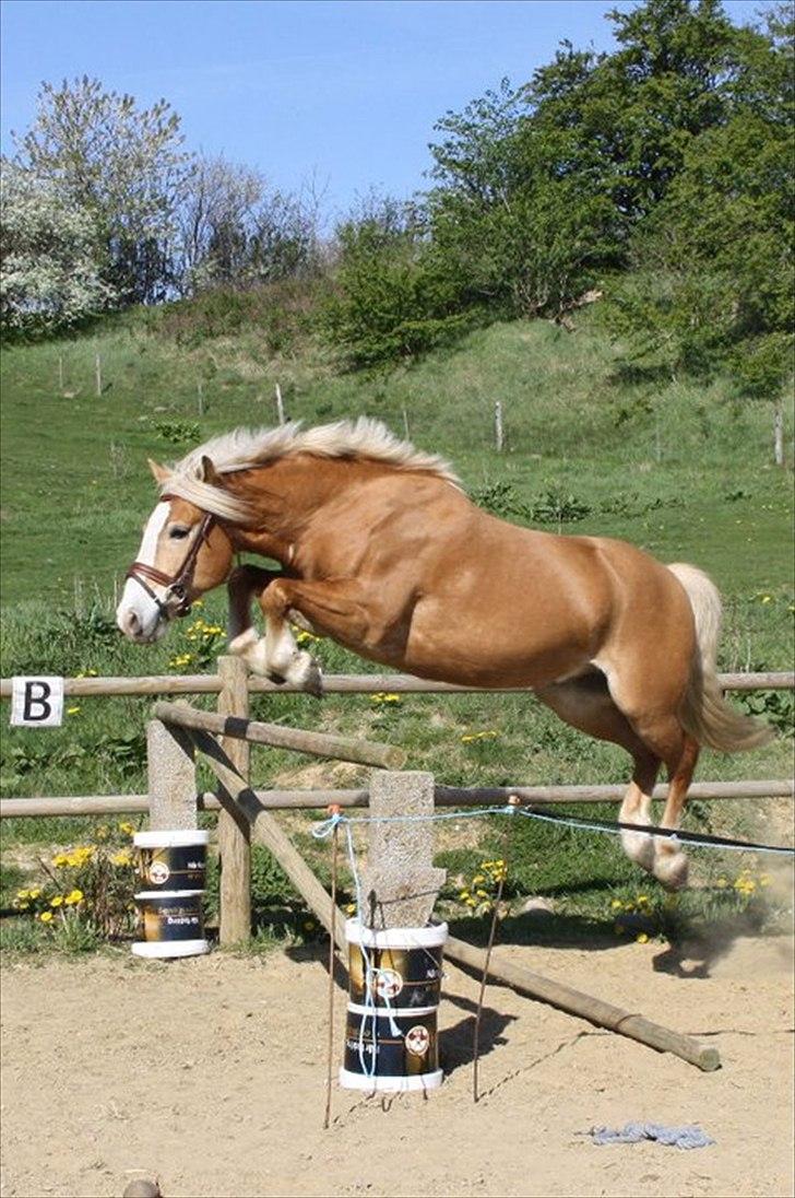 Haflinger Kentucky - 1/5 2011 seje pony springer 125 cm billede 4