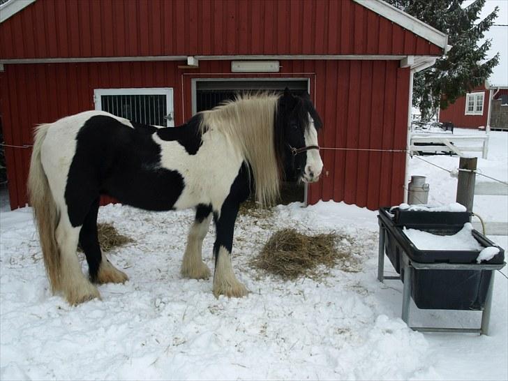 Tinker  Mama Danger. - " Det vand ser lidt frossent ud"   hæhæ billede 2